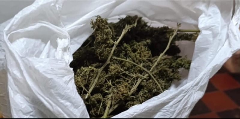 Secuestraron varios recortes de marihuana en un allanamiento